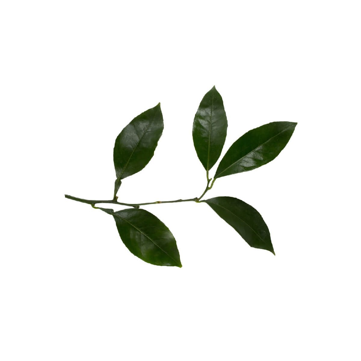 Petitgrain - Aromae Essentials