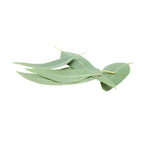 Eucalyptus (Lemon Scented) - Aromae Essentials