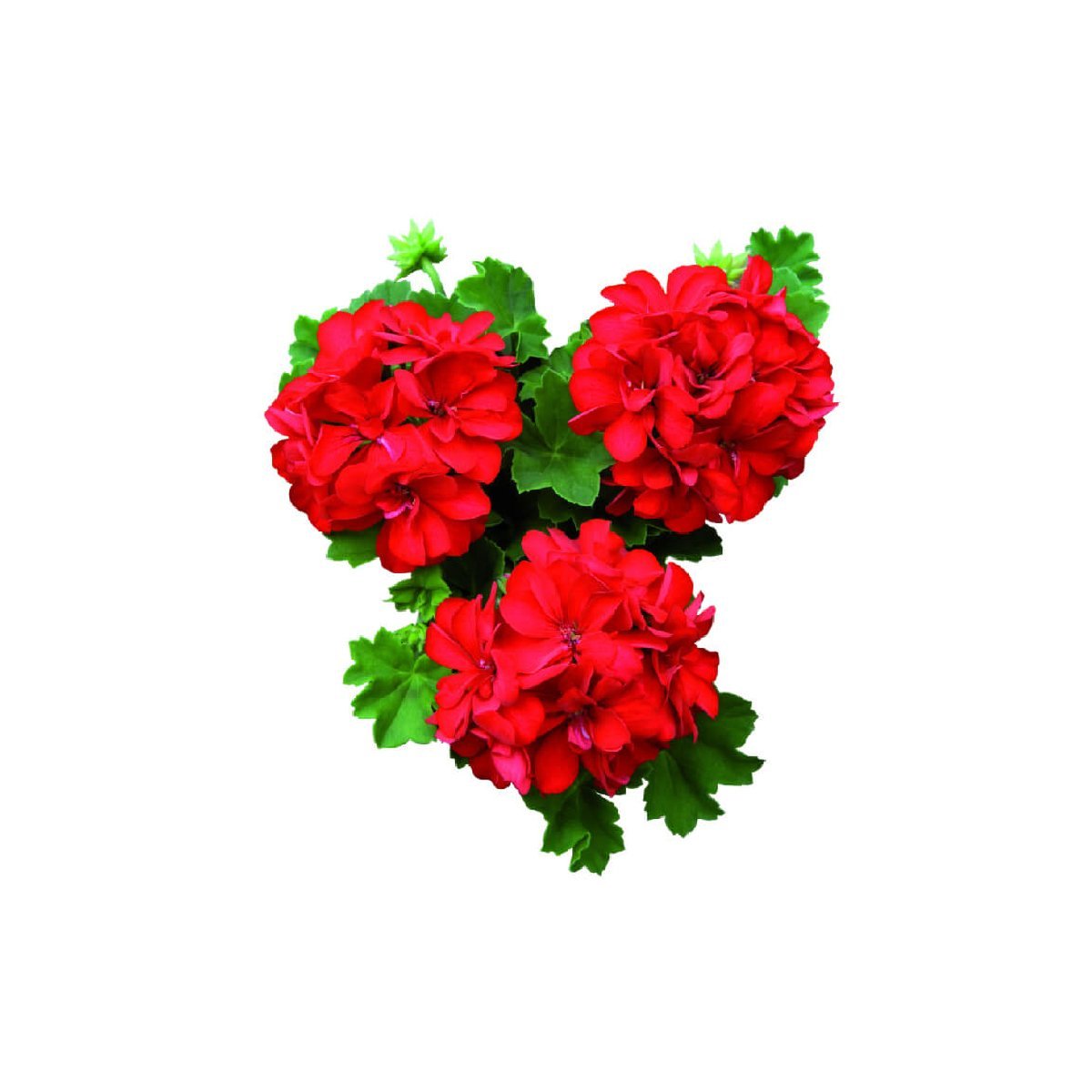 Geranium - Aromae Essentials