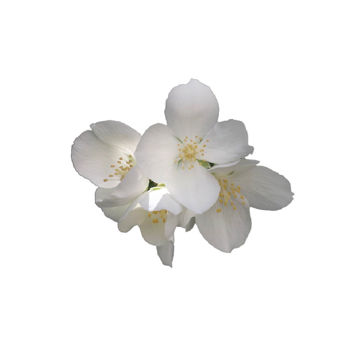 Jasmine (5% in Jojoba) - Aromae Essentials