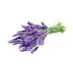 Lavender (French) - Aromae Essentials