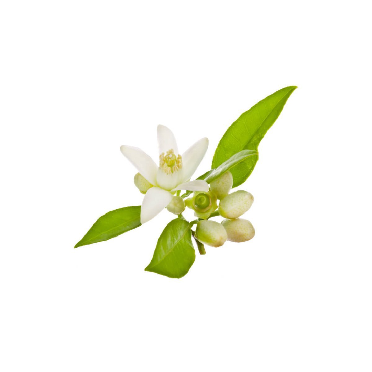 Neroli - Aromae Essentials
