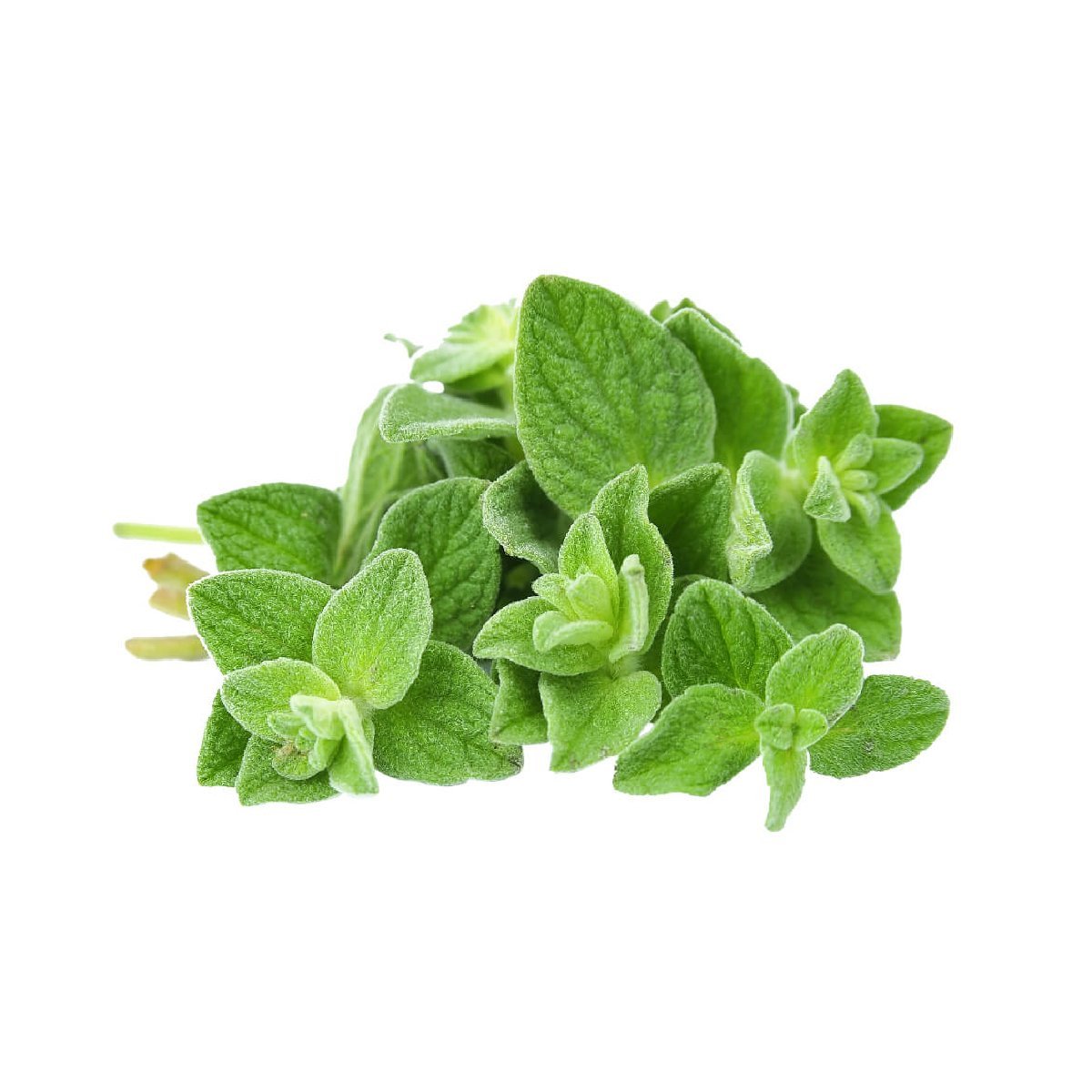 Oregano - Aromae Essentials