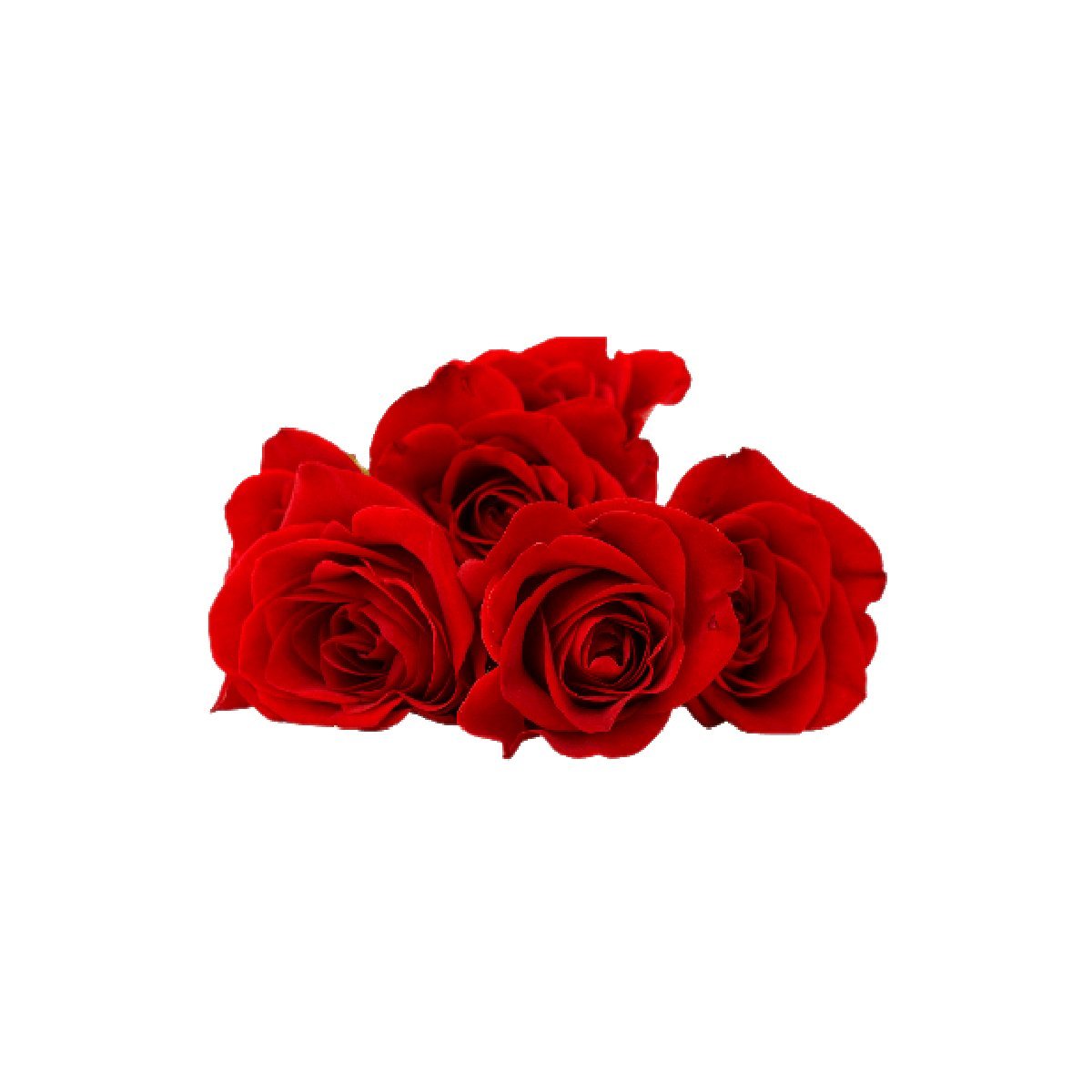 Rose (5% in Jojoba) - Aromae Essentials