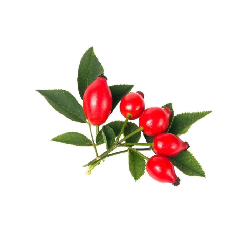 Rosehip - Aromae Essentials