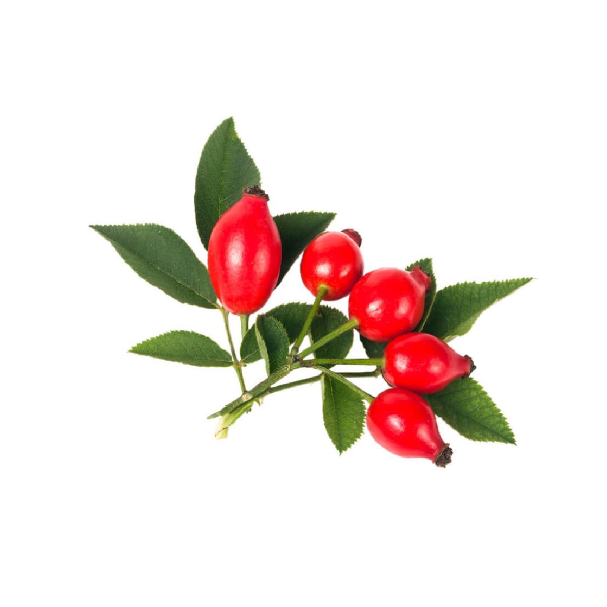 Rosehip - Aromae Essentials