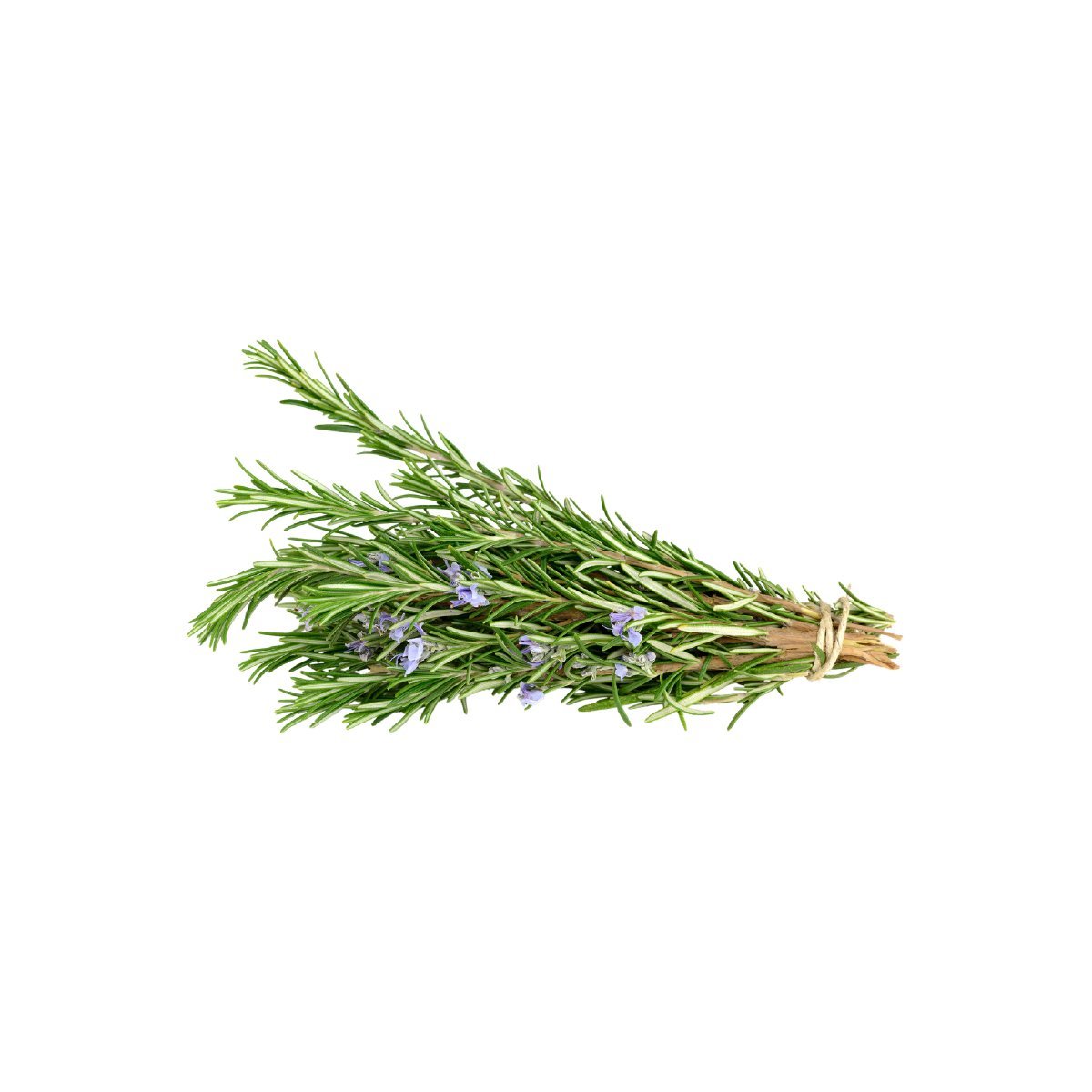 Rosemary - Aromae Essentials