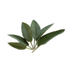 Sage - Aromae Essentials