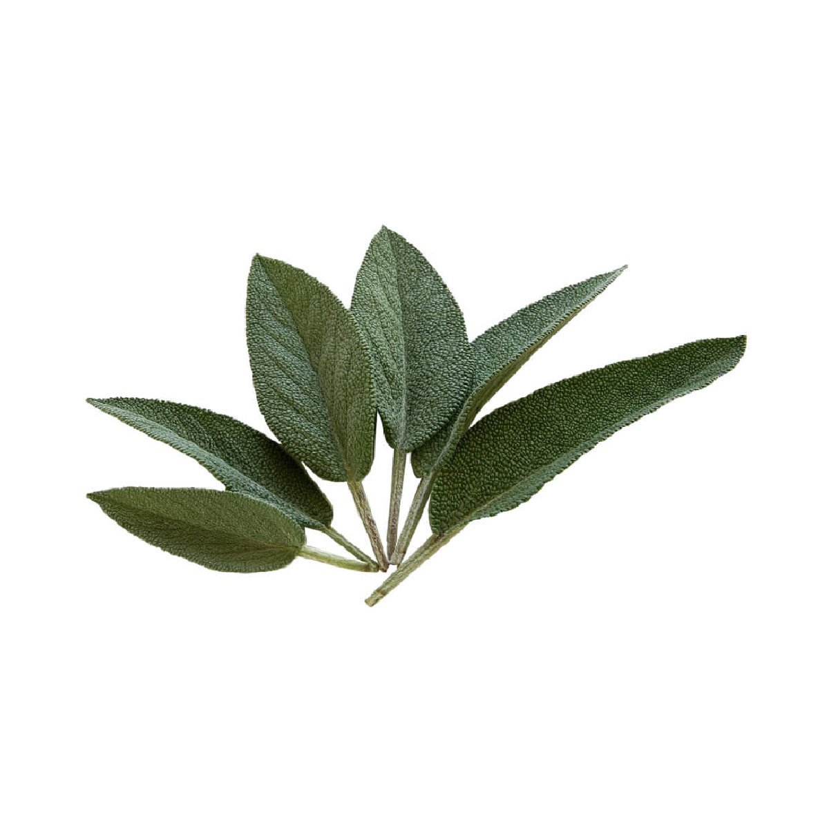 Sage - Aromae Essentials